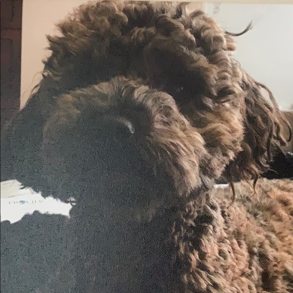 Meet your Posher, Gyorgyi - Picture 1 of 1